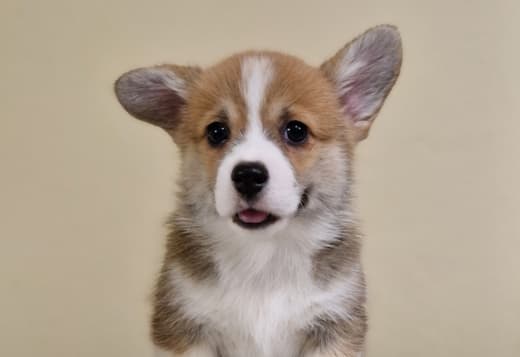 Welsh Corgi Pembroke puppies