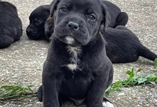 Cane Corso puppies