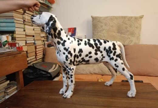 Dalmatian Puppies
