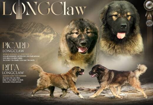 Caucasian Shepherd Dog – Beautiful Puppies