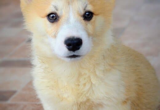 Welsh Corgi Pembroke puppies