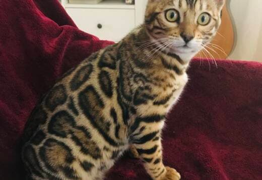 Bengal kitten for sale