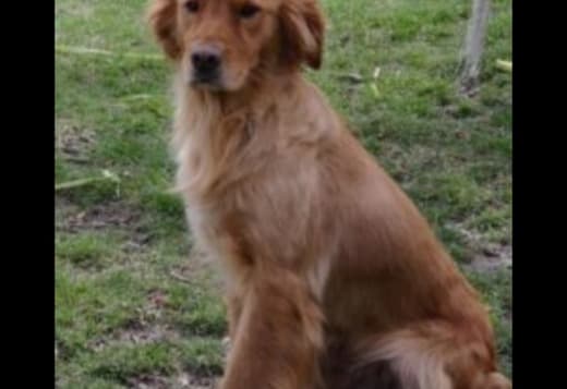 English Golden Retriever: Your Loyal Companion Awaits at Indiana