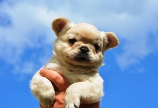 French bulldog fluffy