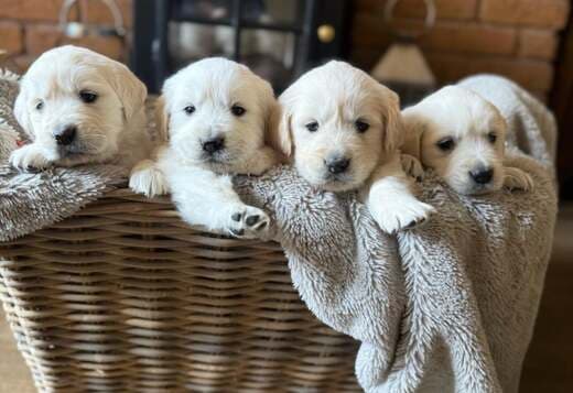 Stunning White Cream Retriever Pups Hip Scored