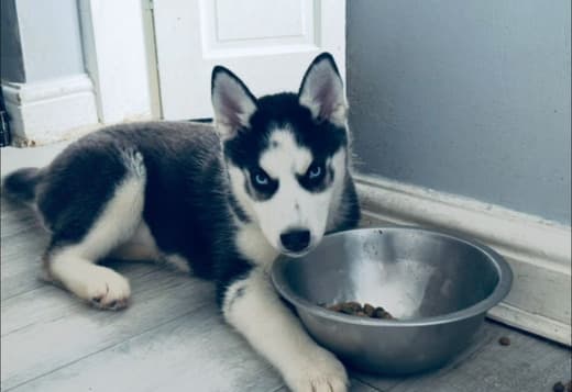 Siberian husky puppies