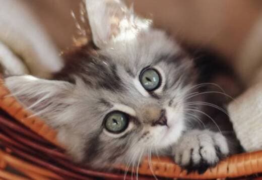 Maine Coon Kittens in Michigan โ Fluff, Whiskers, and Wonder Awaits