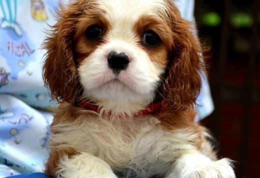 Cavalier King Charles spaniel - blenheim and tricolor