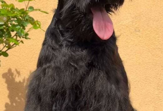 Black Miniature Schnauzer Puppies