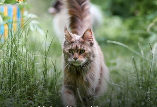 Maine Coon Kittens for Adoption: Find Your Perfect Furry Companion