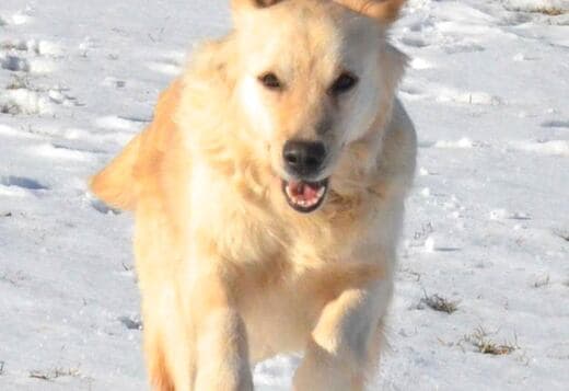 English Cream Golden Retriever: Bred Like Cloud-Kissed Royal Companion