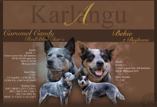 Blue Puppies ACD