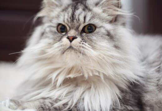 Maine Coon for sale: Discover Royal Whiskers and Cloudy Hearts