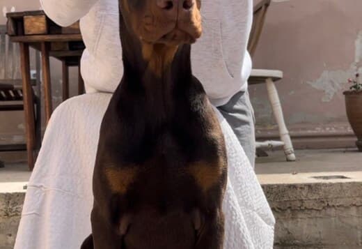 Doberman Male Puppy