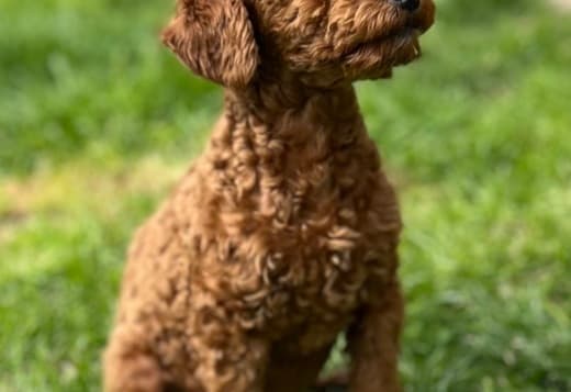 Toy Poodle Puppies
