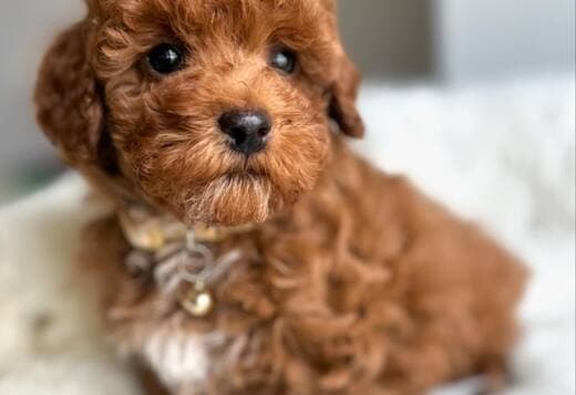 teacup poodle