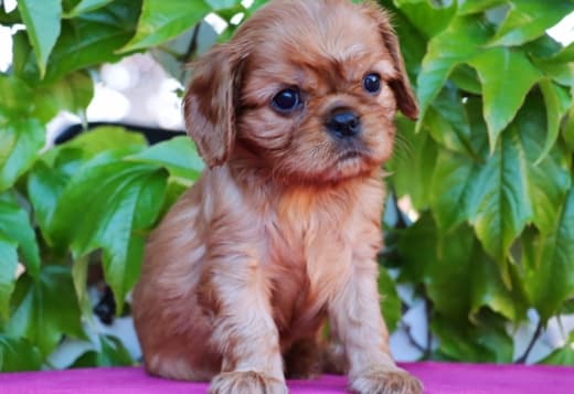 Cavalier king Charles spaniel puppies