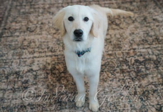 English Retriever Indiana – Dreamy Companions Raised with Heart