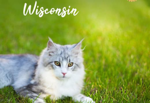 Maine Coon for Sale in Wisconsin: An Adorable Pet