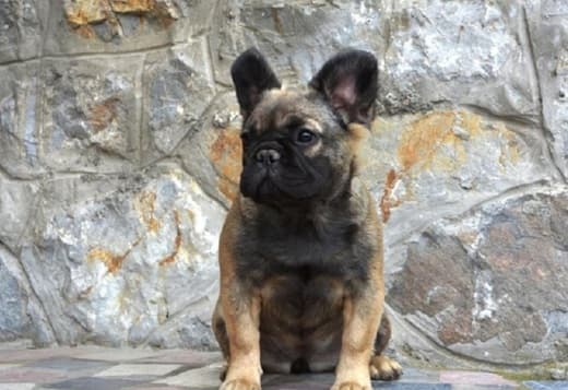 French bulldog fluffy