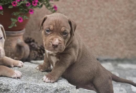 American Bully XL Puppies for Sale