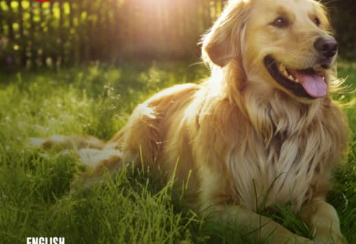 English Cream Golden Retriever: Bringing Grace, Calm, and Companion.