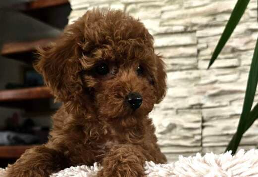 Red Toy Poodles