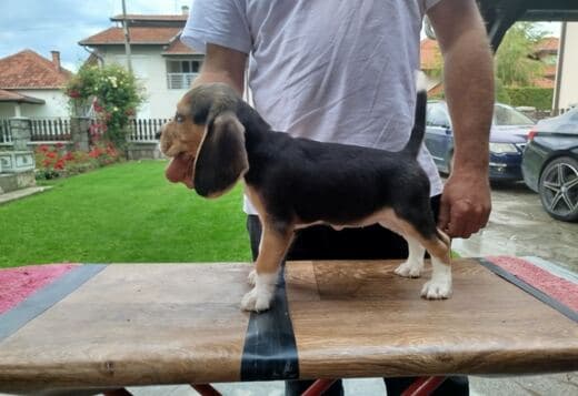 Beagle Puppies for Sale