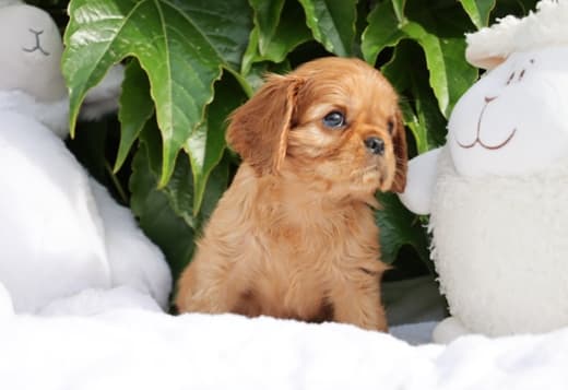 Charming cavalier boys looking for a good family