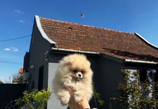 Pomeranian Spitz Puppies