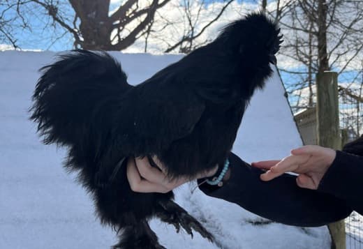 Silkie Cockerels and Roosters