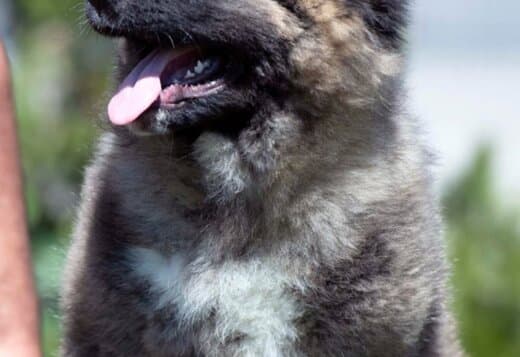 Caucasian Shepherd – Beautiful Puppies