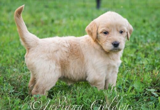 English Golden Retriever Puppies – Indiana’s Trusted Breeder
