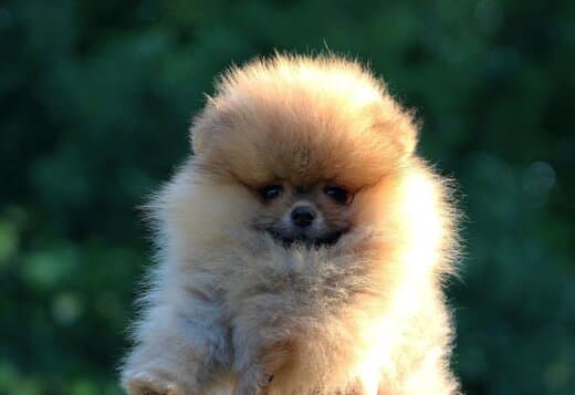 Pomeranian BOO Puppies, Pomeranian Spitz Puppies