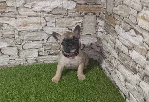 French Bulldog – Beautiful Puppies