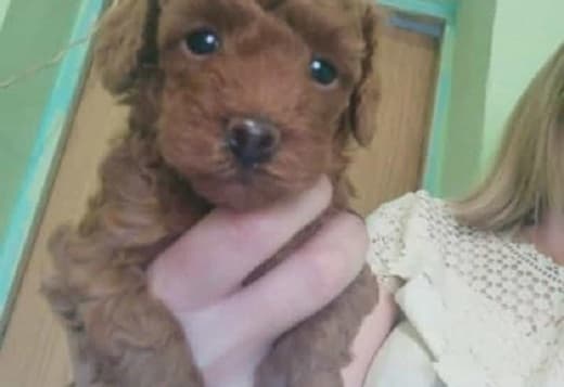 Red toy poodle