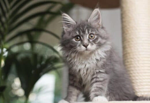 Maine Coon Kittens in Wisconsin: Redefine Feline Grace and Grandeur