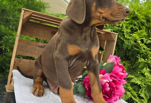 Purebred Doberman Puppy – Intelligent, Loyal, Family-Raised