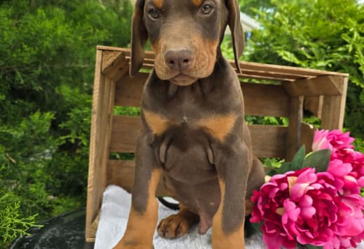 Stunning Female Doberman Puppy – Loyal, Smart, and Family-Raised