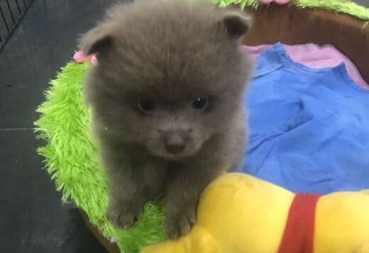 ?Fluffy Pomeranian Puppies for sale?KC reg?
