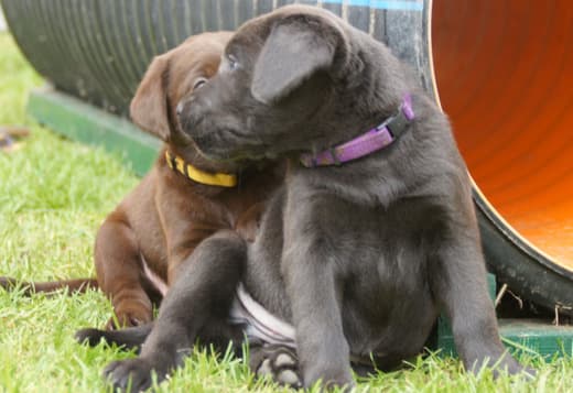Beautiful Fox red labrador puppies