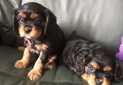 Cavalier King Charles spaniel puppies