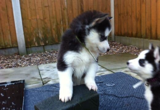 Adorable Siberian husky puppies