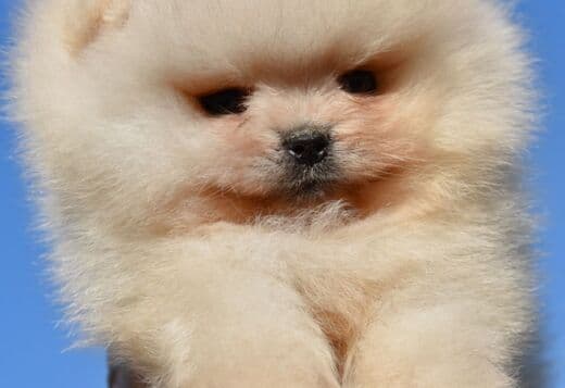 Pomeranian Boo Puppies
