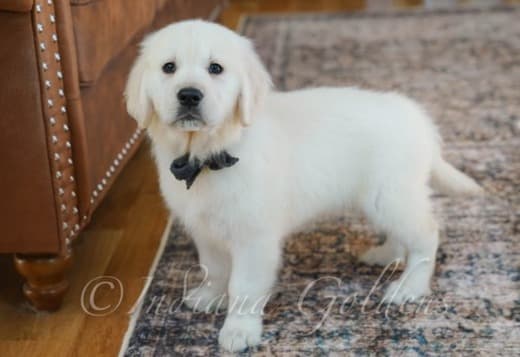 English Cream Golden Retriever Puppies for Sale: Healthy & Vet-Checked