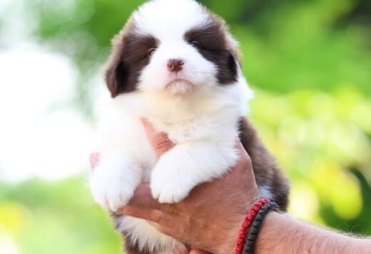 Border Collie Puppies
