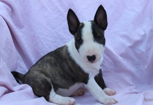 Mini Bull Terrier – Beautiful Puppies
