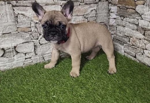 French Bulldog