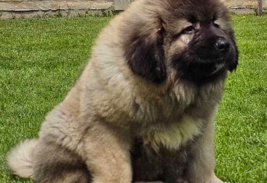 Caucasian Shepherd, puppies