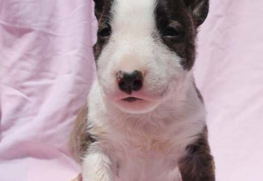 Mini Bull Terrier Puppies